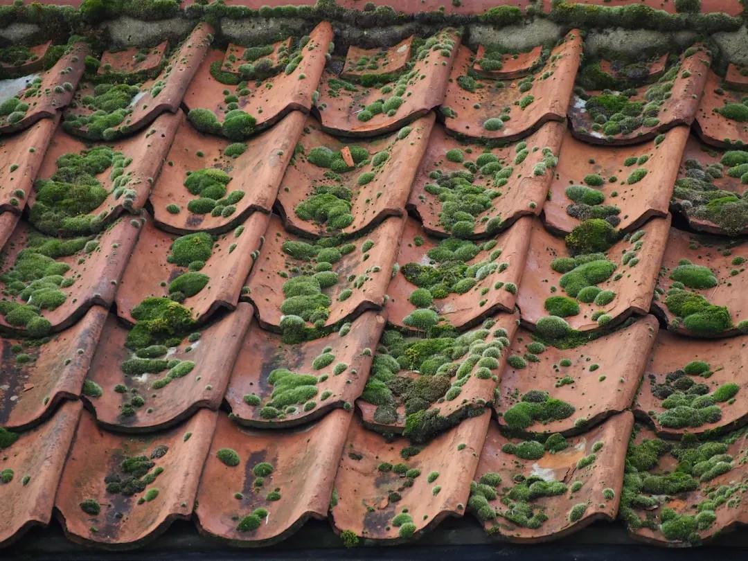 Close-up of weathered terracotta roof tiles with moss.